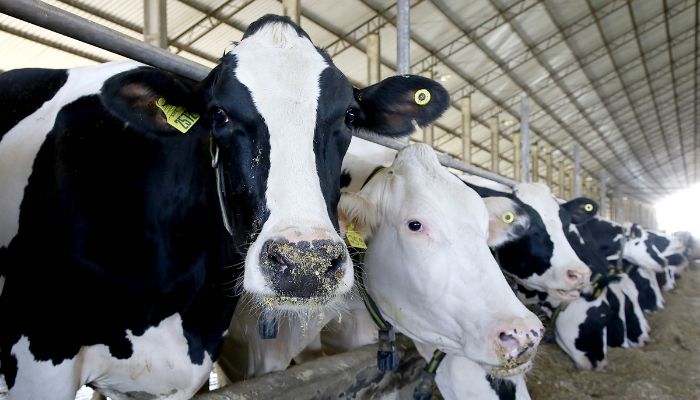  Em um mês, 43,4% dos rebanhos foram atualizados no Paraná: prazo é 30 de junho